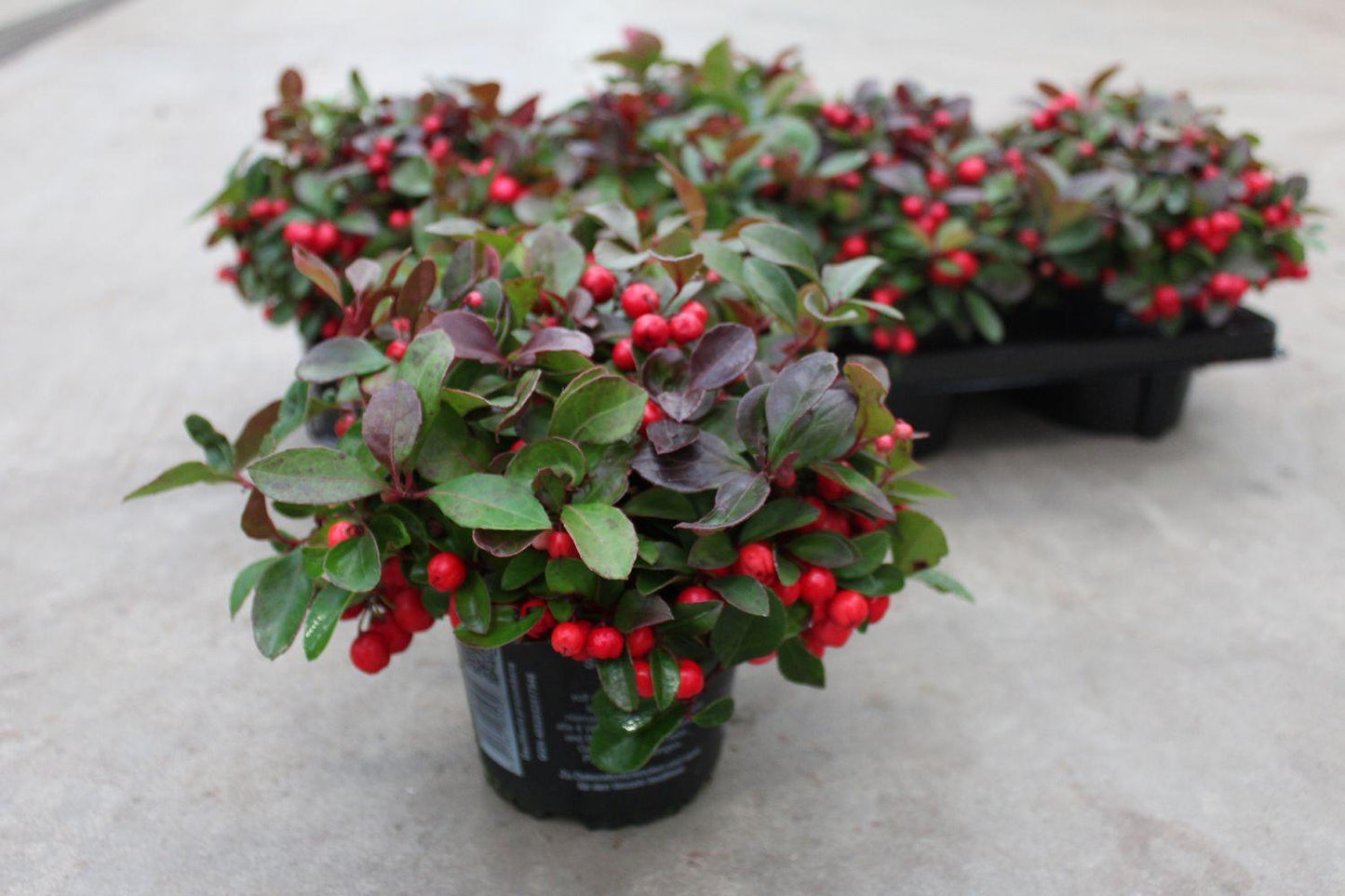 Gaultheria Procumbens Red - View 11 from www redcrocus com