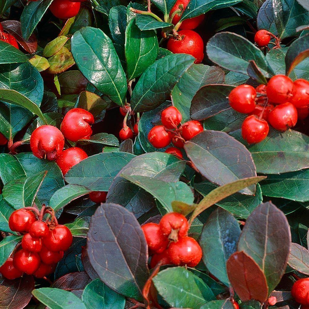 Gaultheria Procumbens Red - View 13 from www redcrocus com