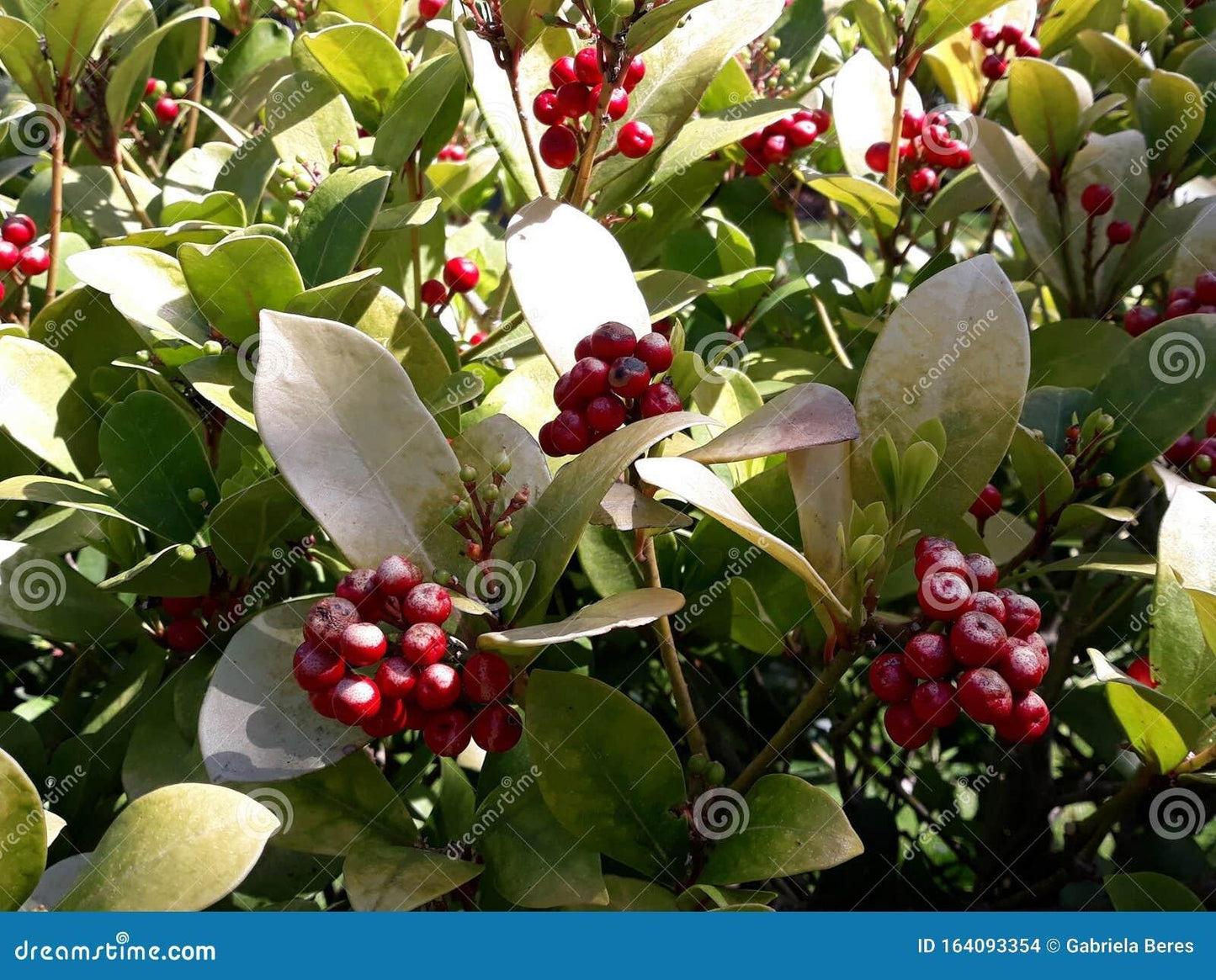 Gaultheria Procumbens Red - View 15 from www redcrocus com