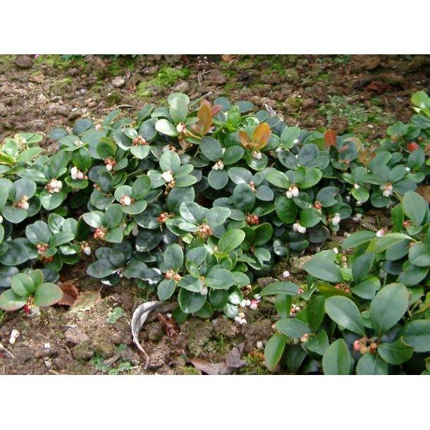 Gaultheria Procumbens Red - View 16 from www redcrocus com
