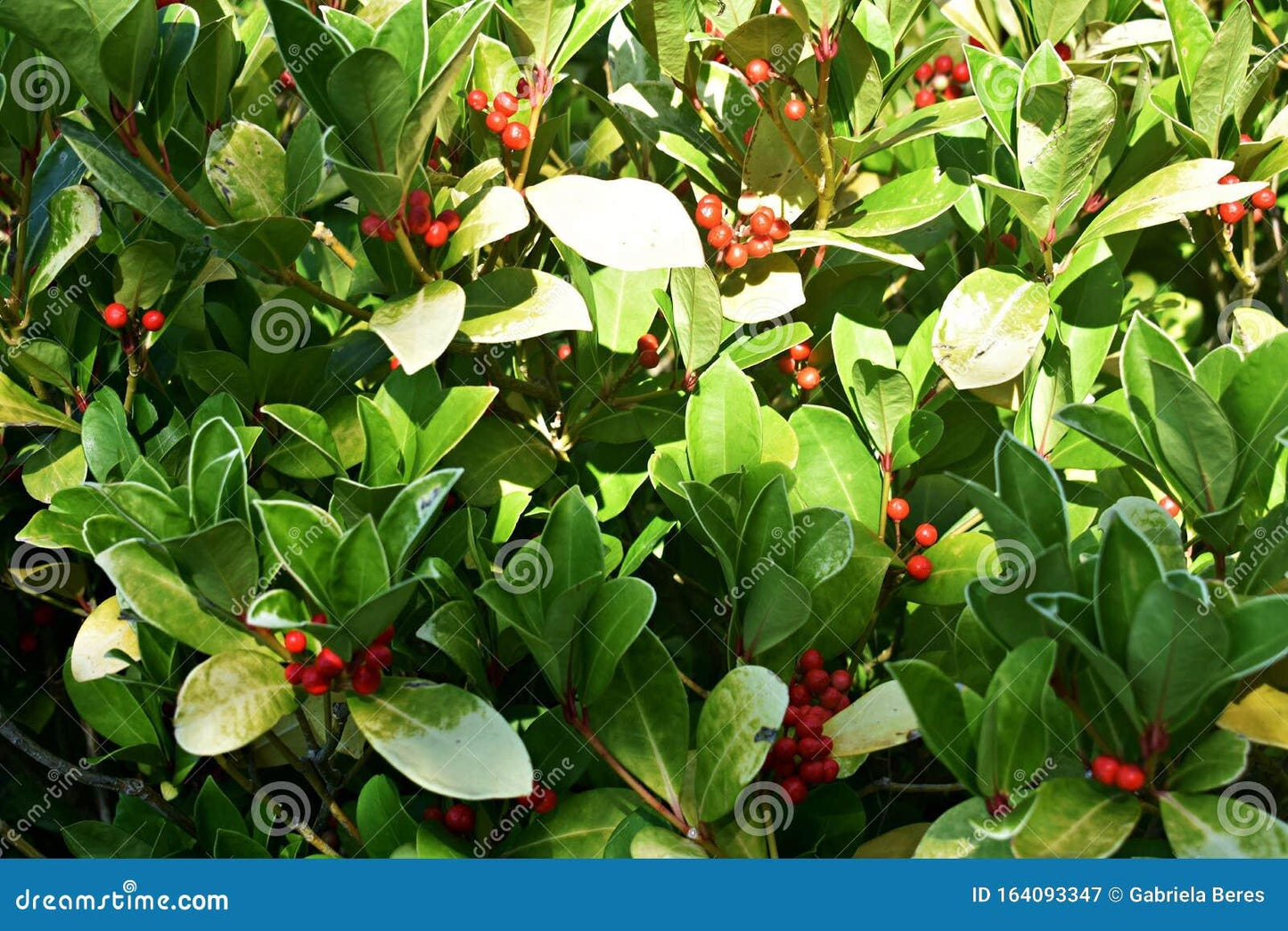 Gaultheria Procumbens Red - View 17 from www redcrocus com