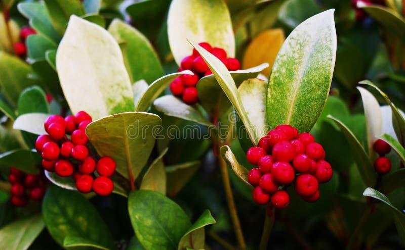 Gaultheria Procumbens Red - View 17 from www redcrocus com