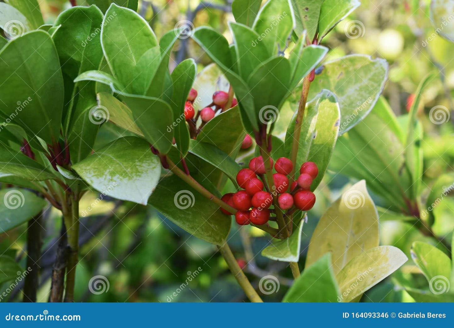Gaultheria Procumbens Red - View 18 from www redcrocus com