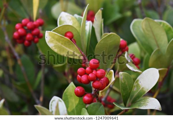Gaultheria Procumbens Red - View 19 from www redcrocus com
