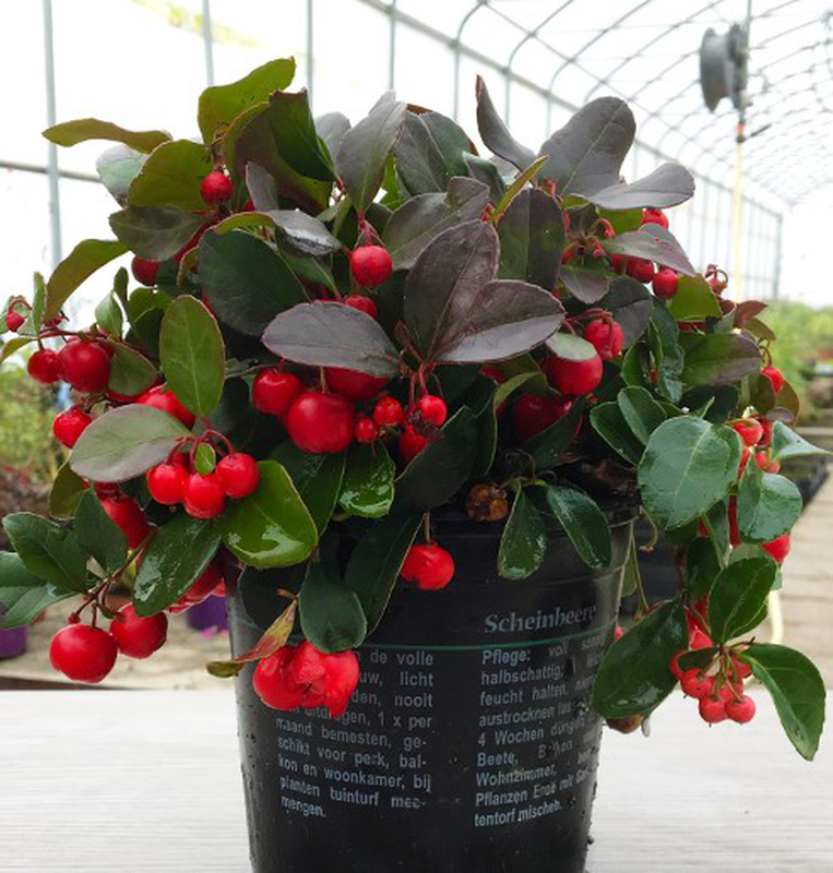Gaultheria Procumbens Red - View 2 from www redcrocus com