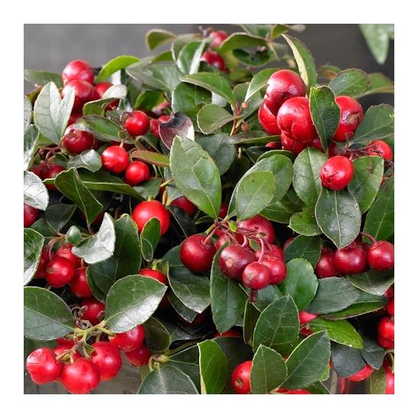Gaultheria Procumbens Red - View 3 from www redcrocus com