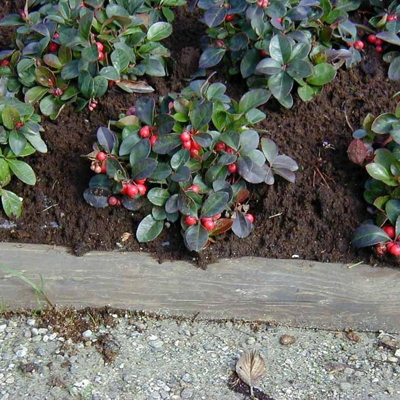 Gaultheria Procumbens Red - View 5 from www redcrocus com