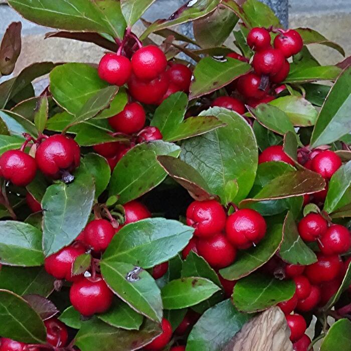 Gaultheria Procumbens Red - View 6 from www redcrocus com