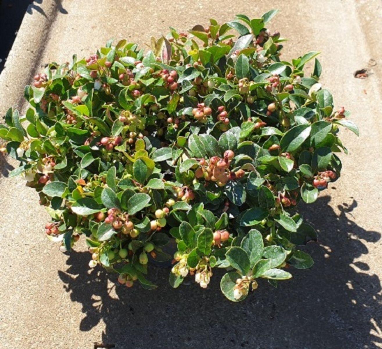 Gaultheria Procumbens Red - View 7 from www redcrocus com