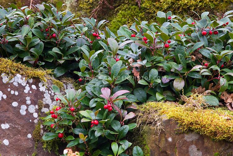 Gaultheria Procumbens Red - View 8 from www redcrocus com