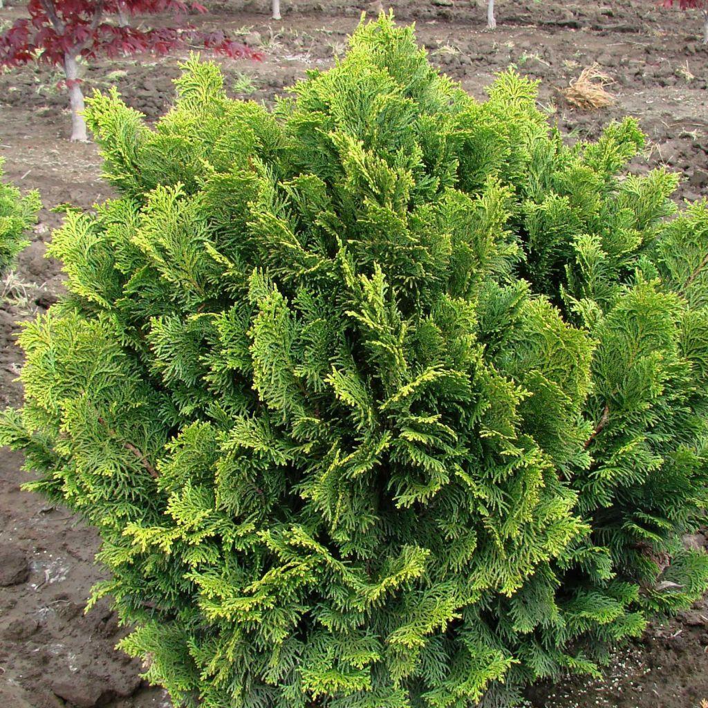 Chamaecyparis Obtusa Nana Gracilis - View 6 from www redcrocus com