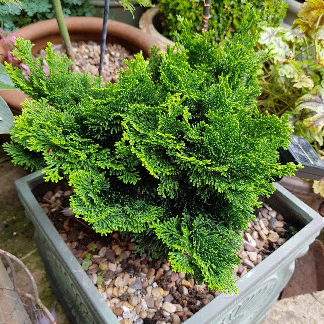 Chamaecyparis Obtusa Nana Gracilis - View 7 from www redcrocus com