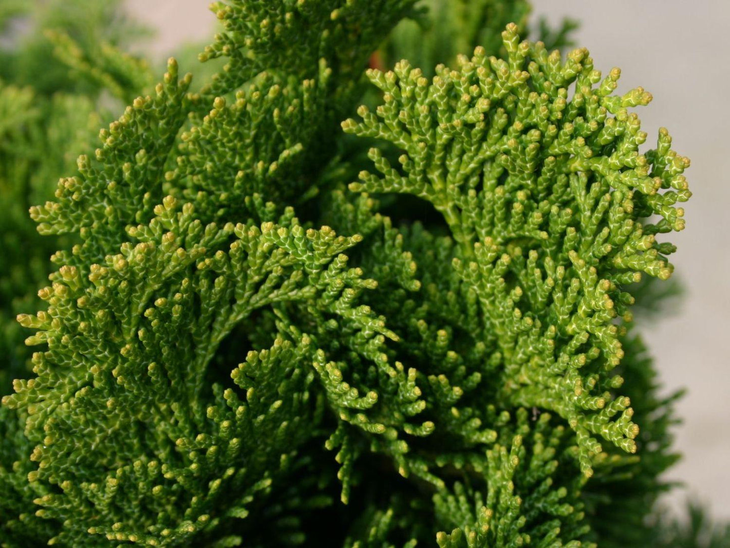 Chamaecyparis Obtusa Nana Gracilis - View 9 from www redcrocus com