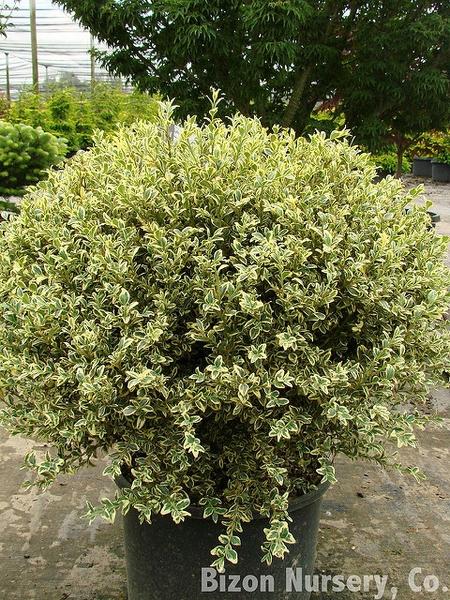Buxus Sempervirens 'aureo Variegata' - View 8 from www redcrocus com