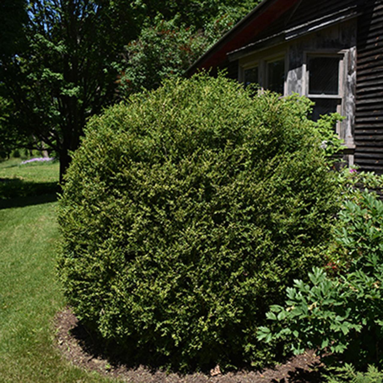 Buxus Microphylla Green Mound - View 11 from www redcrocus com