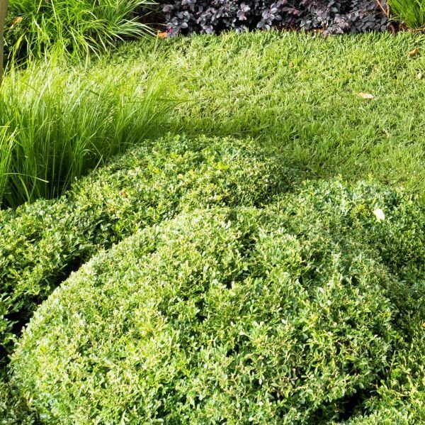 Buxus Microphylla Green Mound - View 15 from www redcrocus com