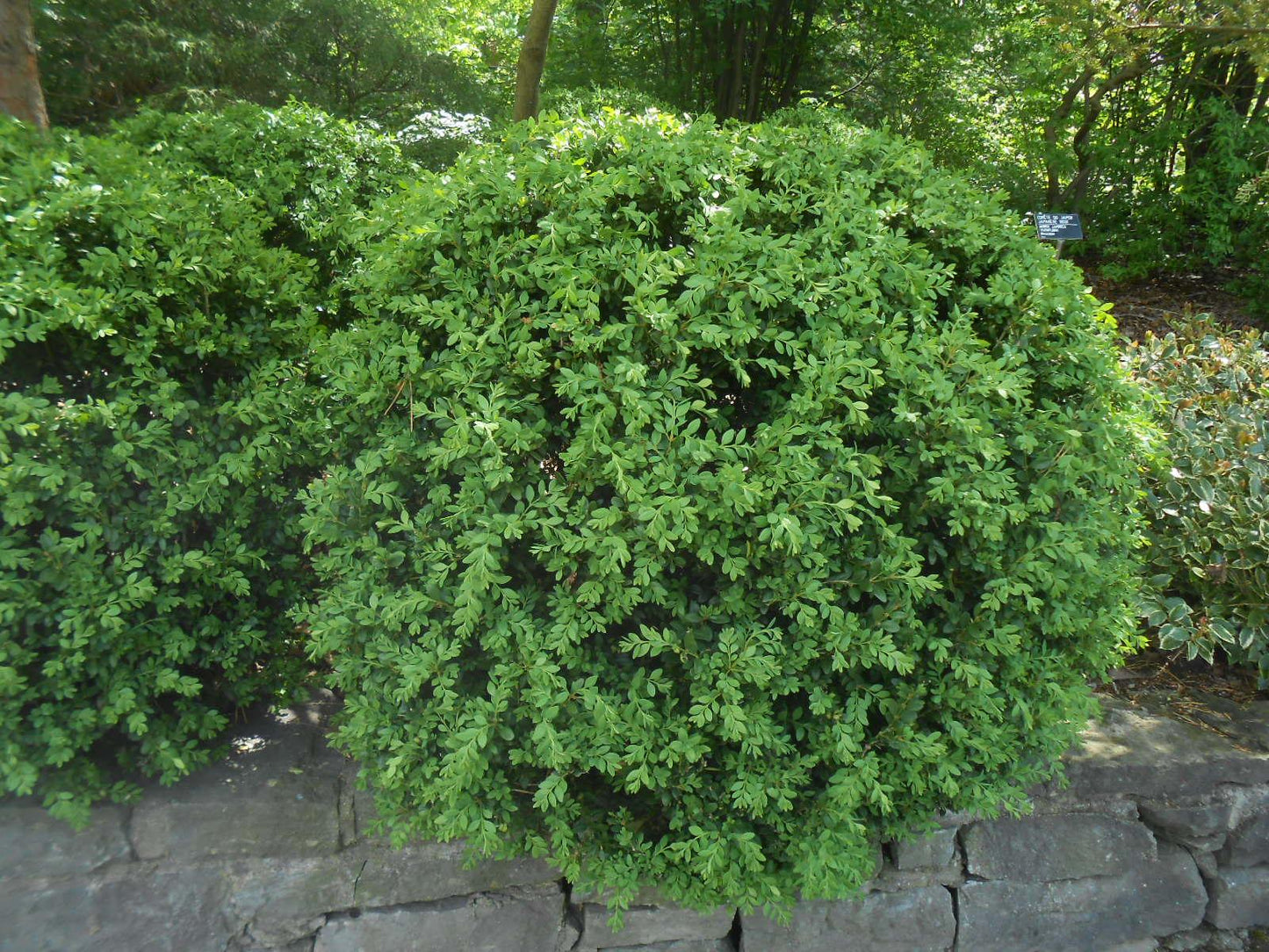 Buxus Microphylla Green Mound - View 2 from www redcrocus com