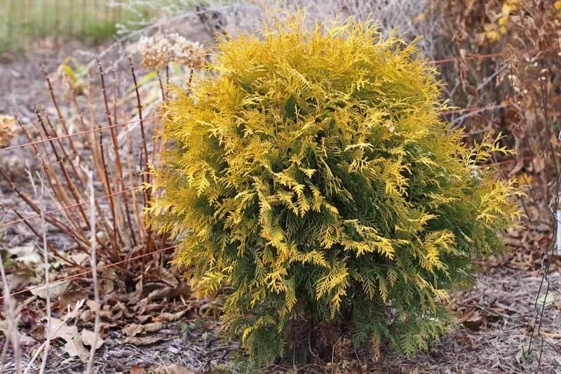 Thuja Occidentalis Golden Globe - View 11 from www redcrocus com