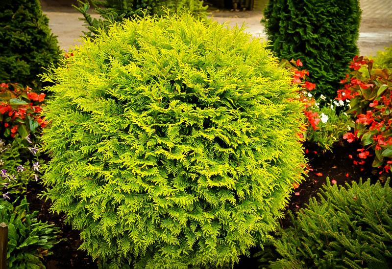 Thuja Occidentalis Golden Globe - View 3 from www redcrocus com