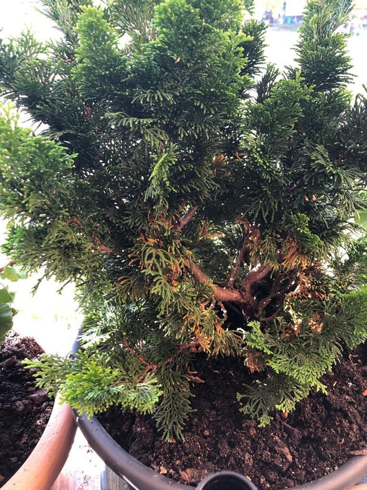 Chamaecyparis Obtusa Bronze Pygmy - View 10 from www redcrocus com