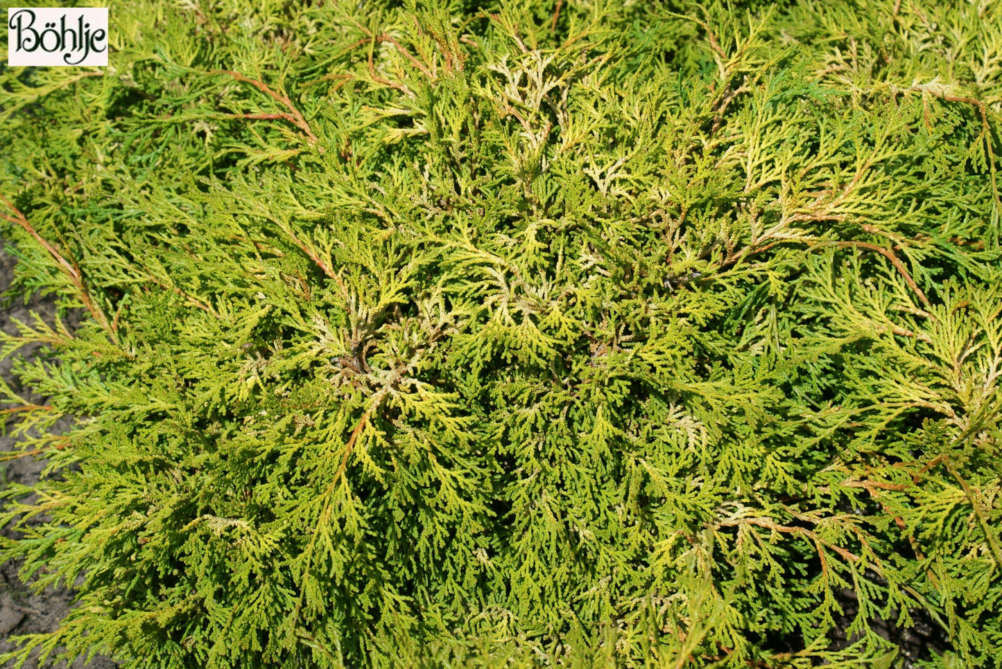 Chamaecyparis Obtusa Bronze Pygmy - View 3 from www redcrocus com