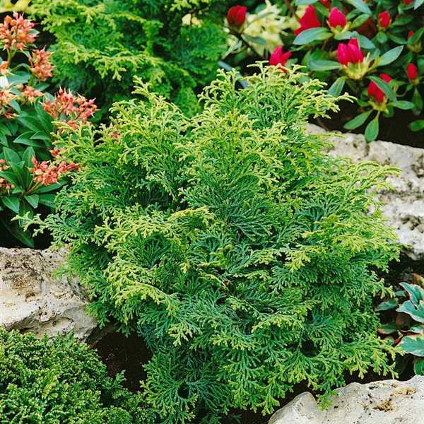 Chamaecyparis Obtusa Kosteri Fast Form - View 3 from www redcrocus com