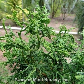 Chamaecyparis Obtusa 'rashamiba' - View 7 from www redcrocus com