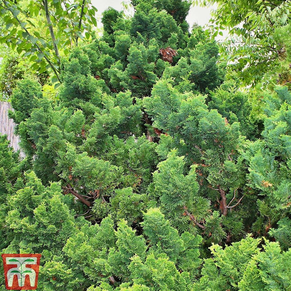 Chamaecyparis Obtusa Gracilis - View 17 from www redcrocus com