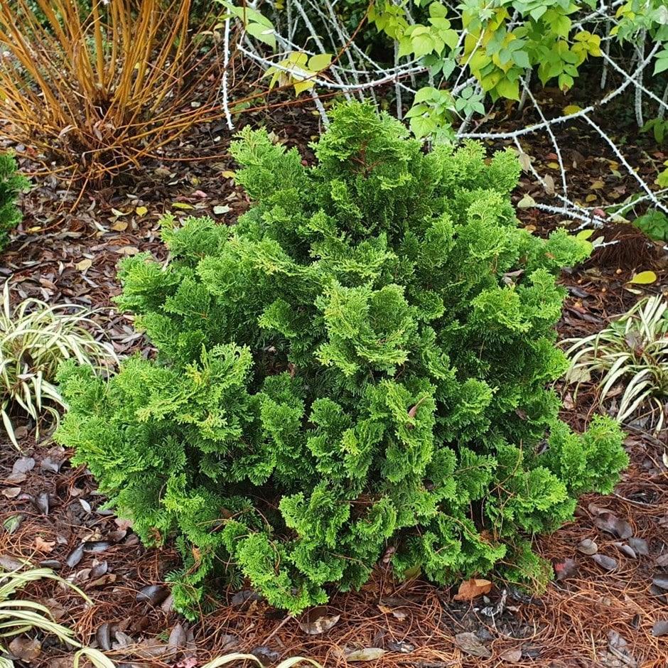 Chamaecyparis Obtusa Gracilis - View 4 from www redcrocus com