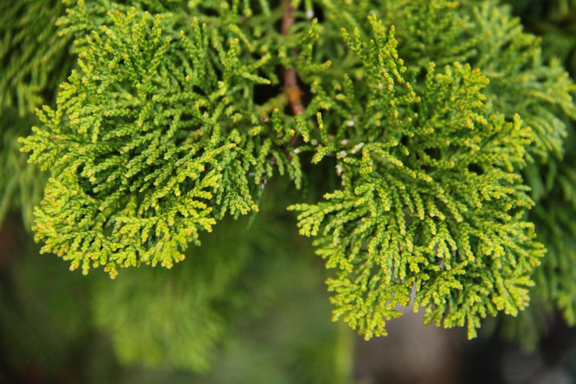 Chamaecyparis Obtusa Gracilis - View 6 from www redcrocus com