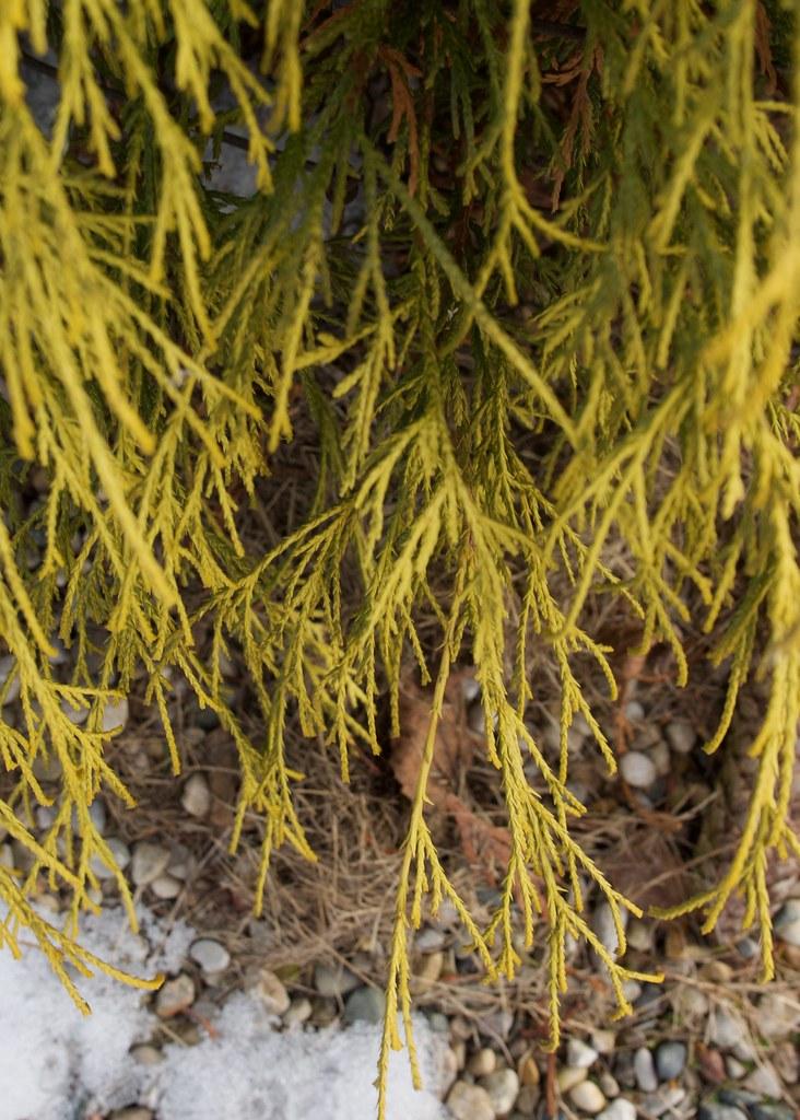 Chamaecyparis Pisifera Golden Charm - View 10 from www redcrocus com
