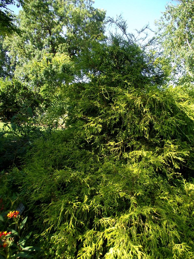 Chamaecyparis Pisifera Golden Charm - View 14 from www redcrocus com