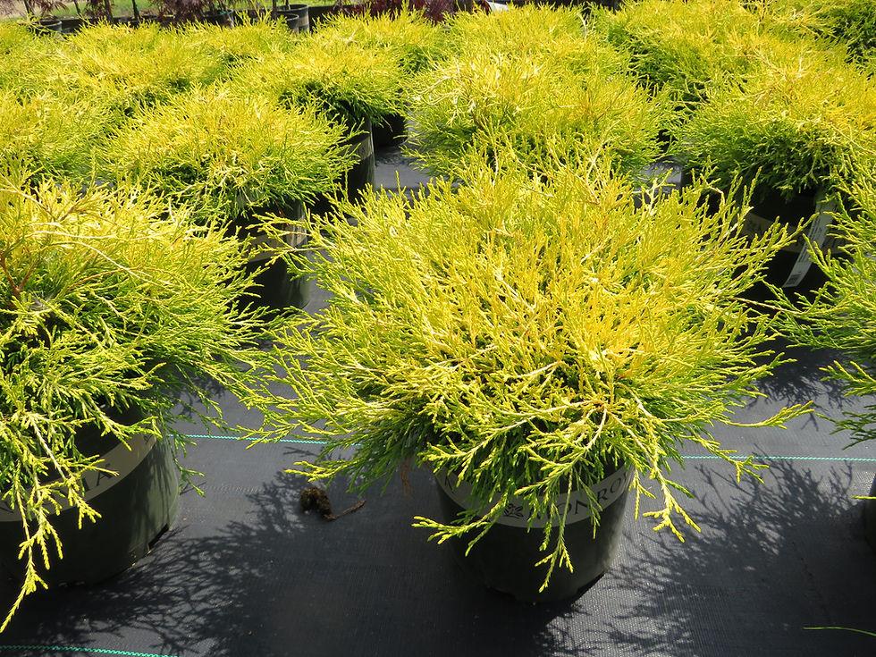 Chamaecyparis Pisifera Golden Charm - View 16 from www redcrocus com