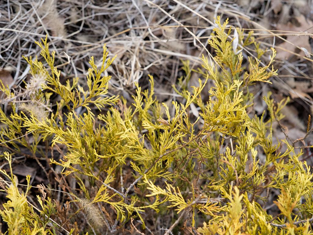 Chamaecyparis Pisifera Golden Charm - View 18 from www redcrocus com