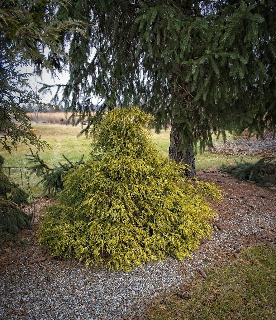 Chamaecyparis Pisifera Golden Charm - View 4 from www redcrocus com