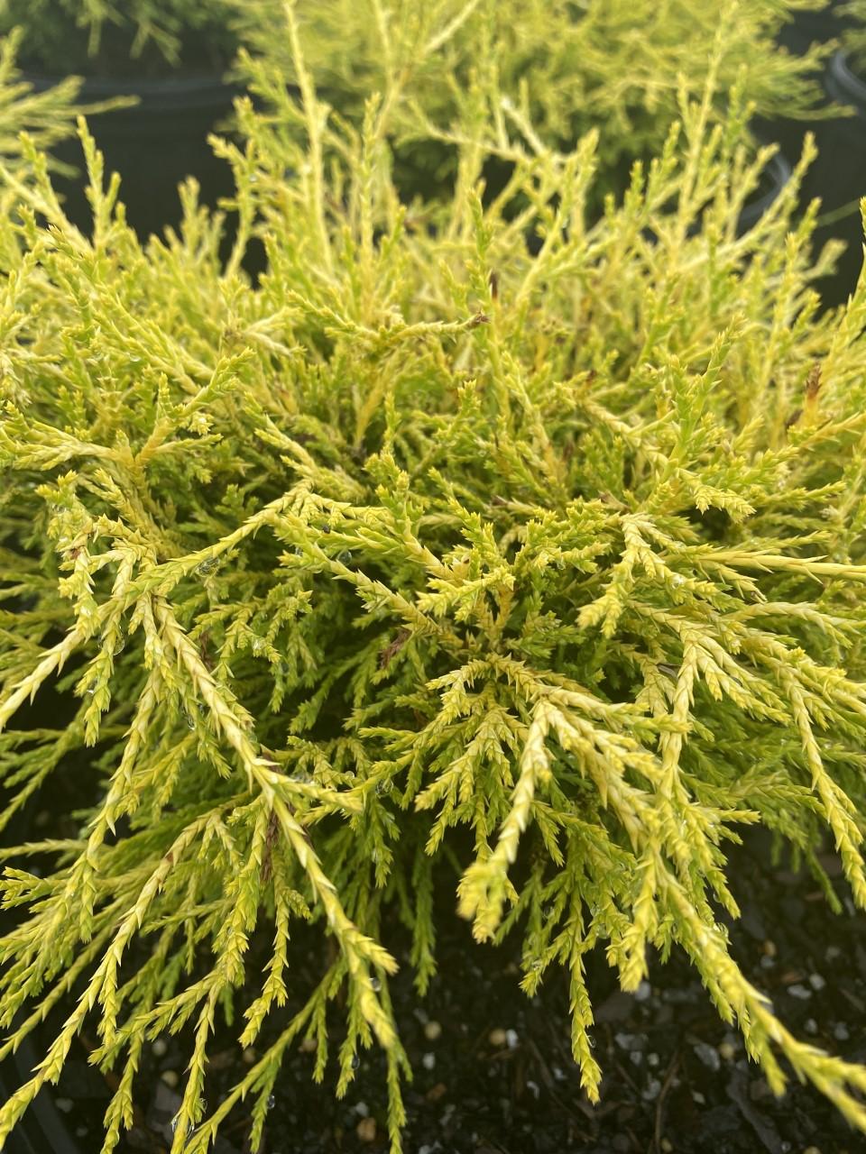 Chamaecyparis Pisifera Golden Charm - View 6 from www redcrocus com