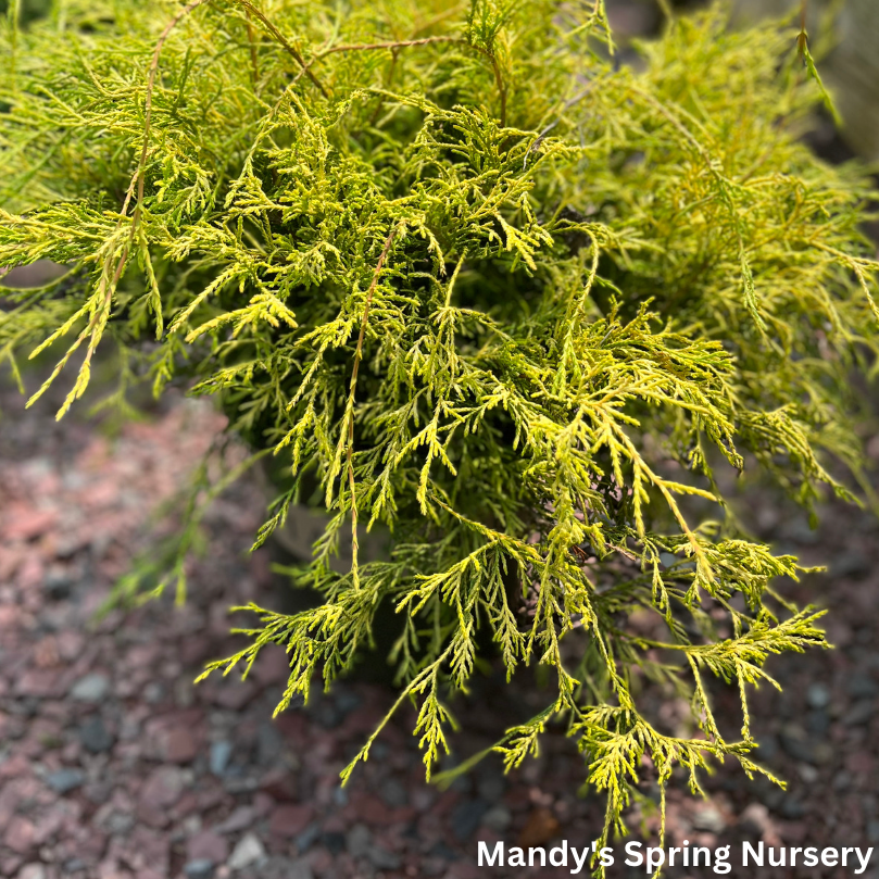 Chamaecyparis Pisifera Golden Charm - View 9 from www redcrocus com