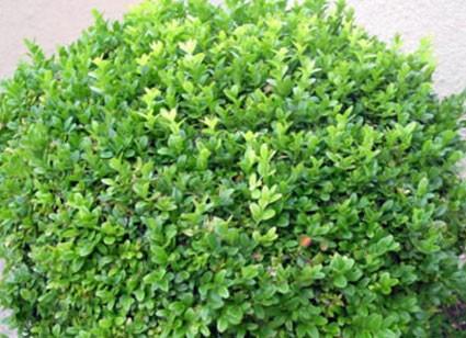 Buxus Microphylla Wintergreen - View 11 from www redcrocus com