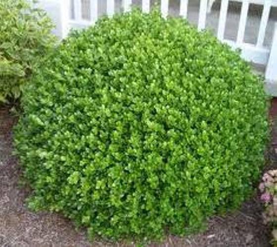 Buxus Microphylla Wintergreen - View 12 from www redcrocus com