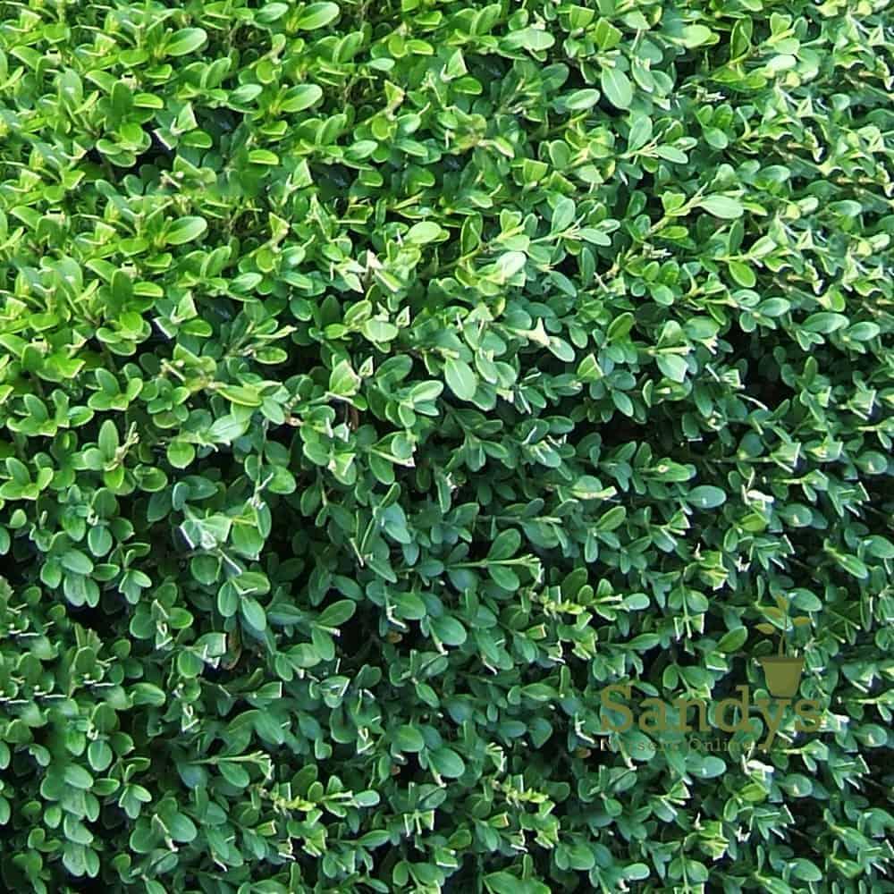 Buxus Microphylla Wintergreen - View 7 from www redcrocus com