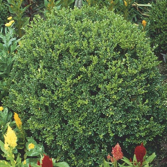 Buxus Microphylla 'wintergreen' - View 10 from www redcrocus com