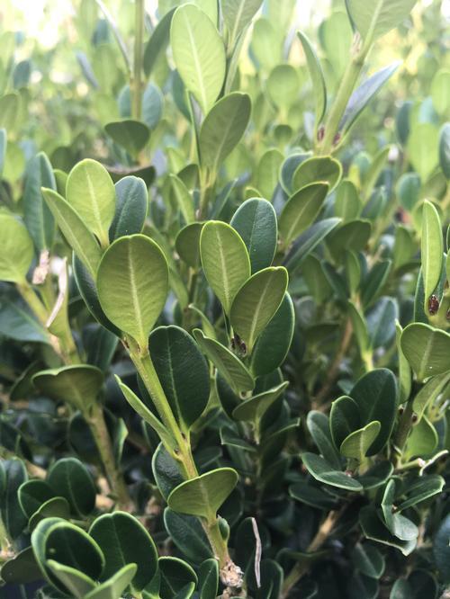 Buxus Microphylla 'wintergreen' - View 14 from www redcrocus com