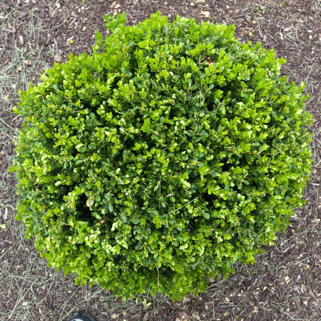 Buxus Microphylla 'wintergreen' - View 6 from www redcrocus com