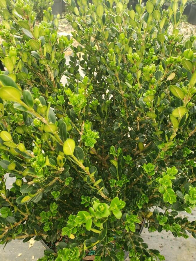 Buxus Microphylla 'wintergreen' - View 8 from www redcrocus com