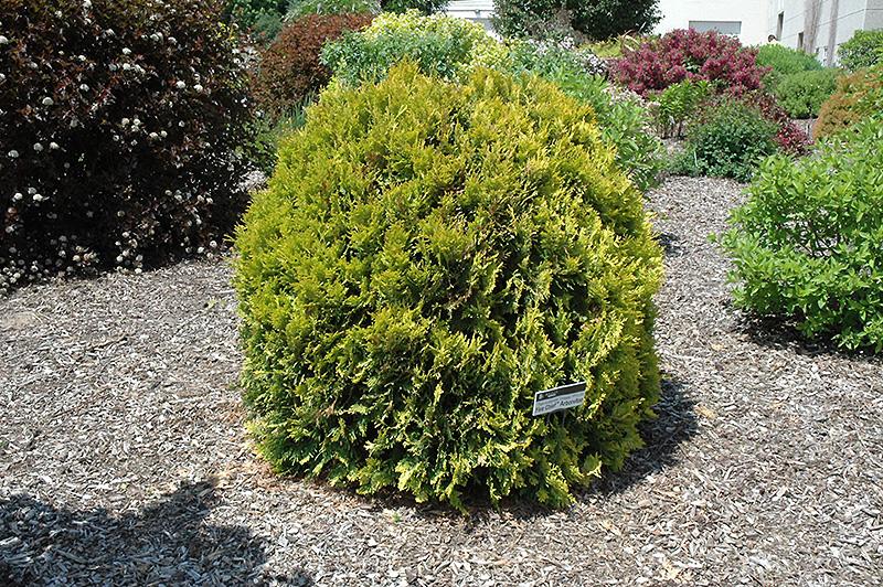 Thuja Occidentalis Fire Chief - View 13 from www redcrocus com