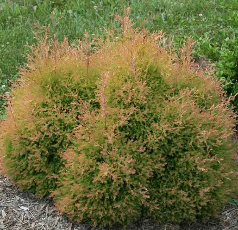 Thuja Occidentalis Fire Chief - View 3 from www redcrocus com