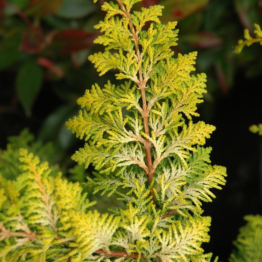 Chamaecyparis Obtusa Elmwood Gold - View 12 from www redcrocus com