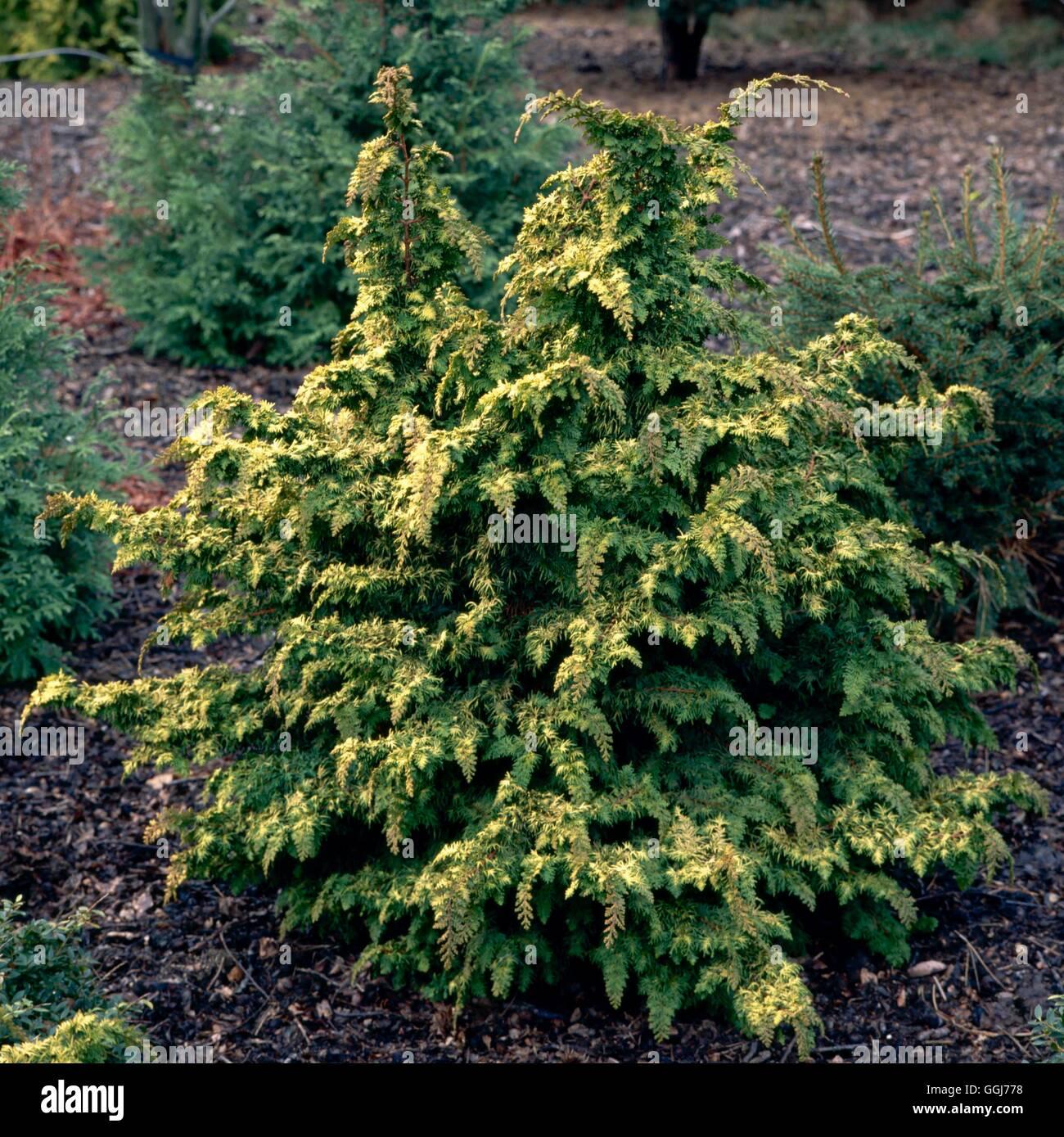 Chamaecyparis Obtusa Elmwood Gold - View 19 from www redcrocus com