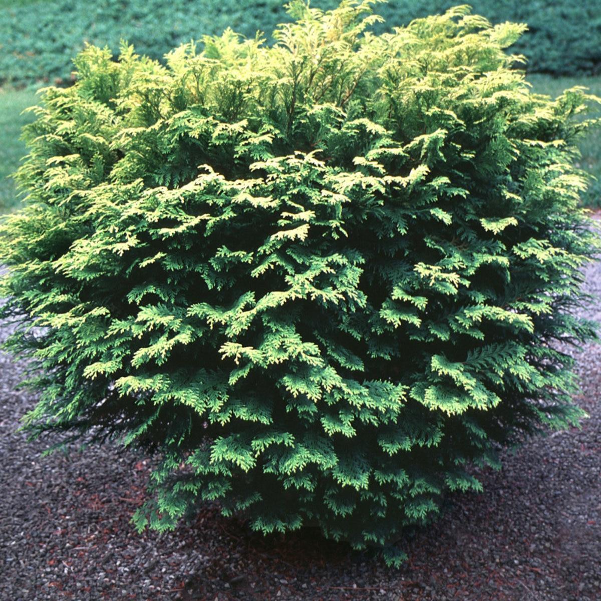 Chamaecyparis Obtusa Elmwood Gold - View 1 from www redcrocus com