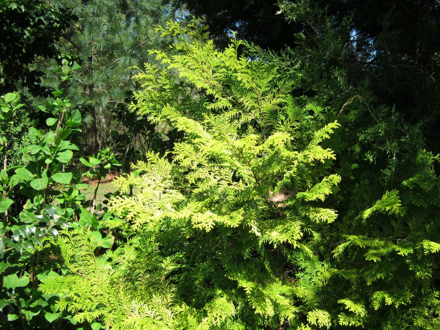 Chamaecyparis Obtusa Elmwood Gold - View 2 from www redcrocus com